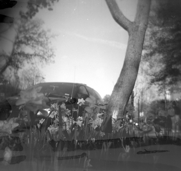 Small photo of Daffodils