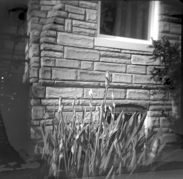 Small photo of Irises Almost Blooming