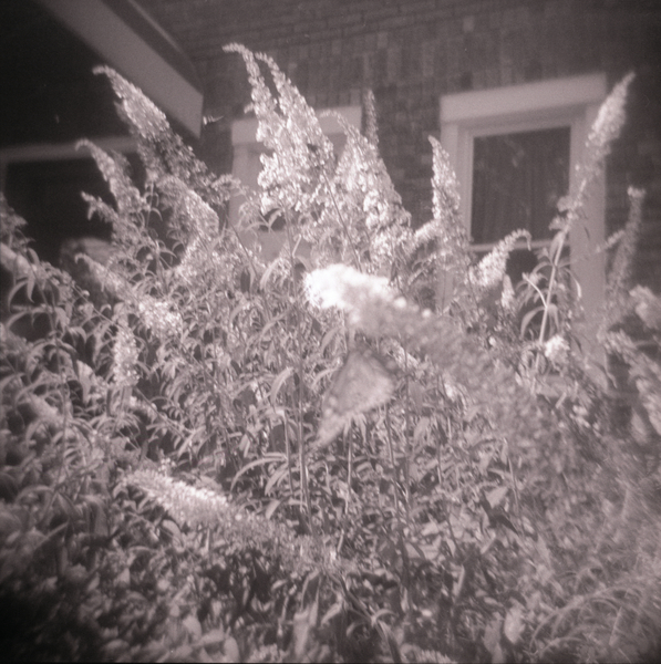 Small photo of Monarch Butterfly