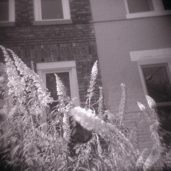 Small photo of Almost focused Monarch Butterfly