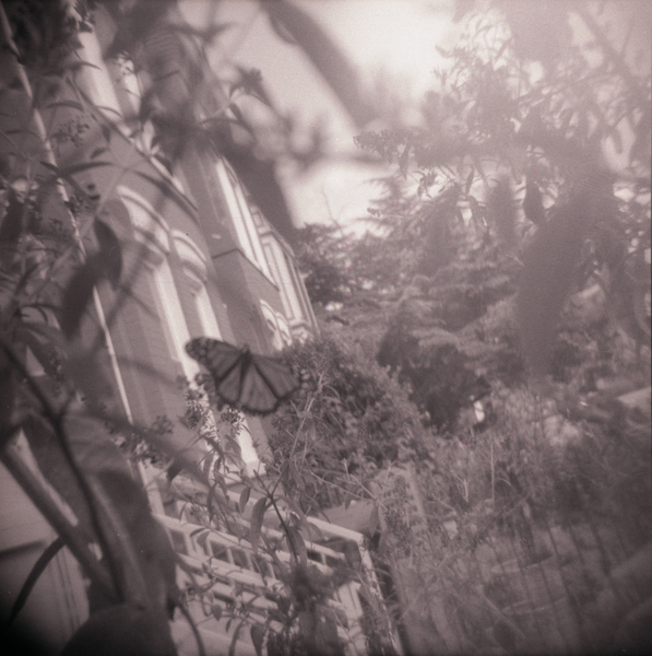 Small photo of Monarch Butterfly