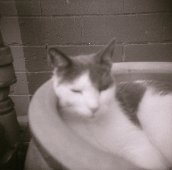 Small photo of Pretty Boy in His Planter I