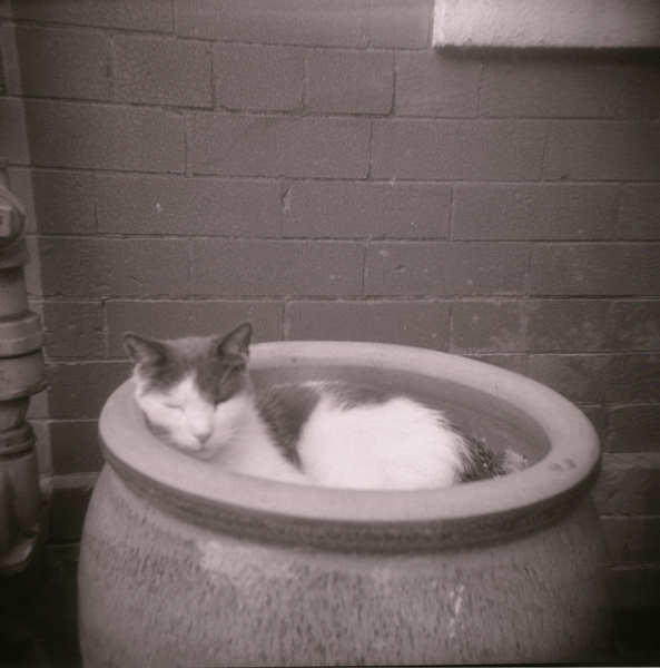 Small photo of Pretty Boy In His Planter II